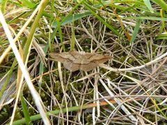 Taxeotis perlinearia