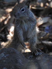 Otospermophilus beecheyi