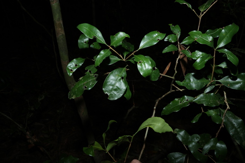 Image of Actephila mooreana by (c) Greg Tasney, some rights reserved (CC BY-SA)