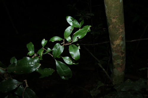 Image of Actephila mooreana by (c) Greg Tasney, some rights reserved (CC BY-SA)
