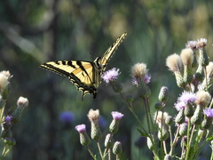 Papilio rutulus