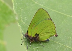 Cyanophrys pseudolongula