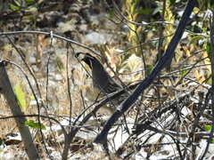 Callipepla californica