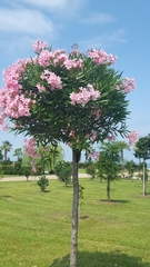 Rhododendron ponticum