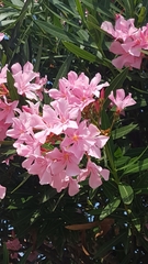 Rhododendron ponticum