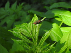 Desmocerus aureipennis