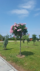Rhododendron ponticum