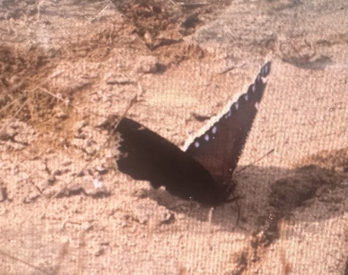 Mourning Cloak