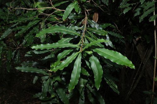 Image of Floydia praealta by (c) Greg Tasney, some rights reserved (CC BY-SA)