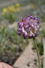 Trifolium productum