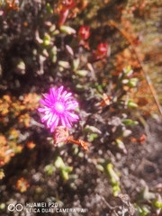 Smicrostigma viride