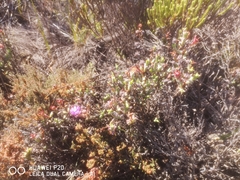 Smicrostigma viride