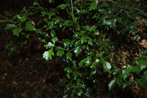 Image of Vitex lignum by (c) Greg Tasney, some rights reserved (CC BY-SA)