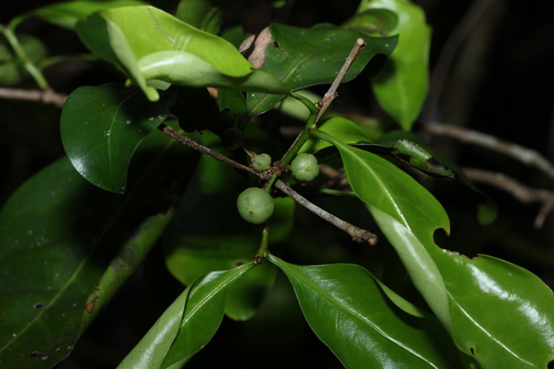 Image of Actephila mooreana by (c) Greg Tasney, some rights reserved (CC BY-SA)