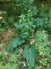 Arctium nemorosum