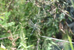 Orthetrum albistylum