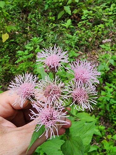 Flyr's Brickellbush (Brickellia cordifolia)