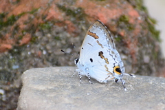 Hypolycaena othona