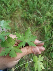 Geranium divaricatum