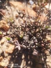Smicrostigma viride