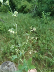 Geranium divaricatum
