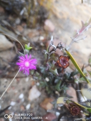 Smicrostigma viride