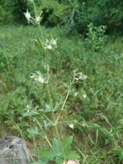Geranium divaricatum