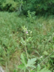Geranium divaricatum