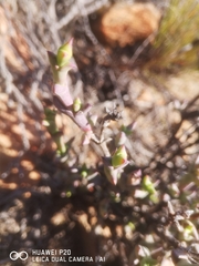 Smicrostigma viride