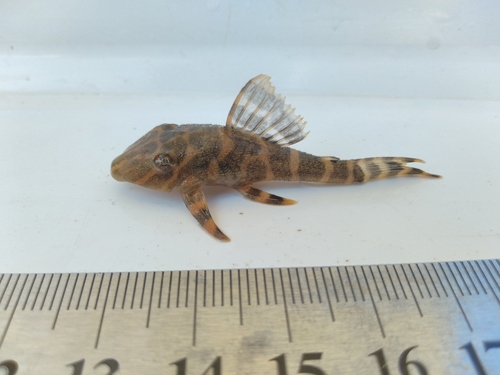 Broadhead pleco (Hypostomus latifrons) — Loricariidae — 3