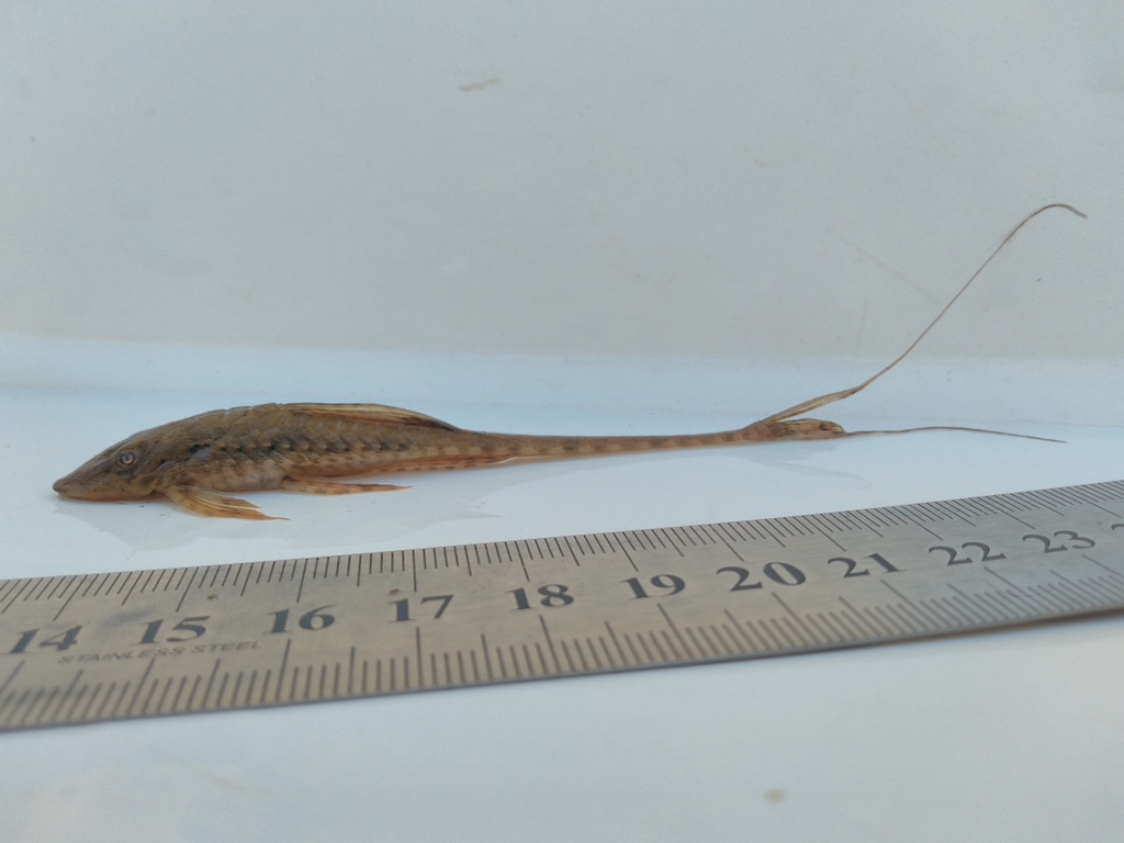 Kleine zweepstaartmeerval (Rineloricaria parva) — Loricariidae