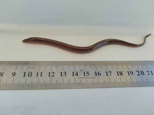 Madeira swamp eel (Synbranchus madeirae) — Synbranchidae — 2