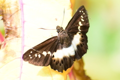 Seseria sambara