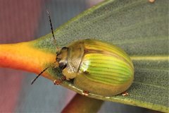 Paropsisterna hectica