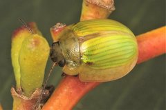 Paropsisterna hectica