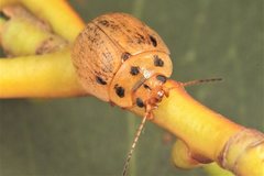 Paropsisterna lignea