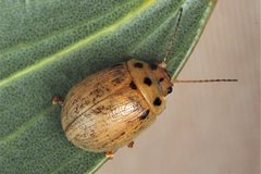 Paropsisterna lignea