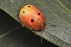 Paropsisterna atalanta