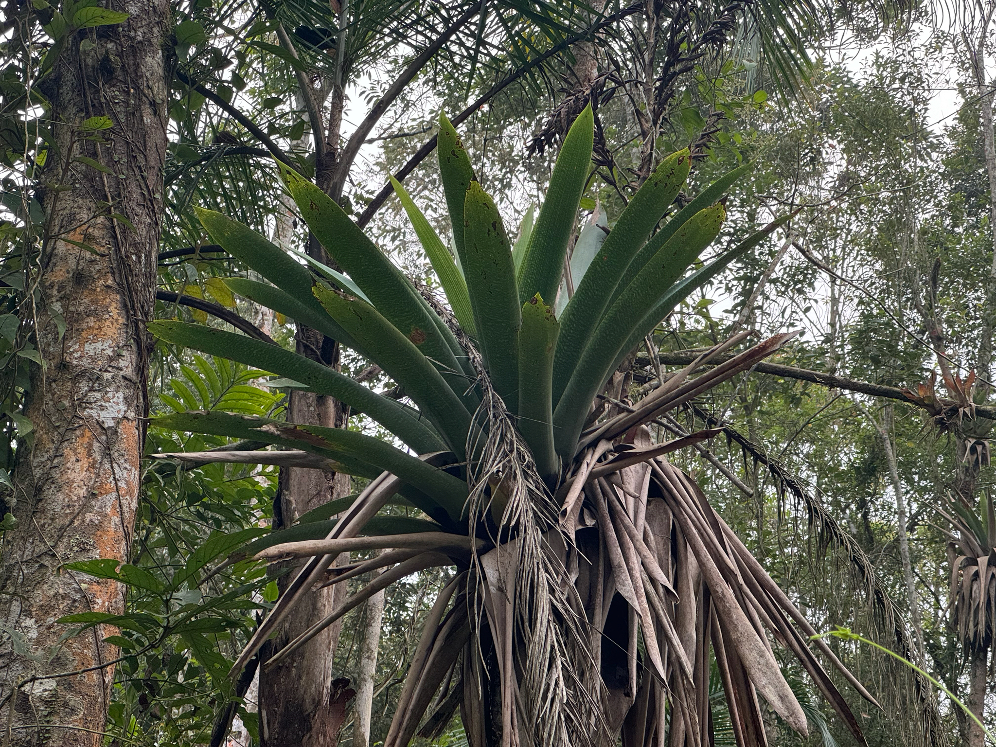 Vriesea gigantea