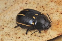 Paropsisterna lineata