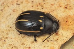 Paropsisterna lineata