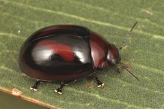 Paropsisterna erudita