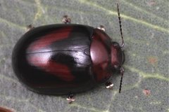 Paropsisterna erudita