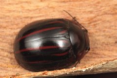 Paropsisterna semivittata