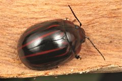 Paropsisterna semivittata