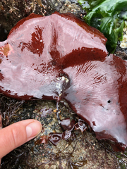 Constantinea subulifera