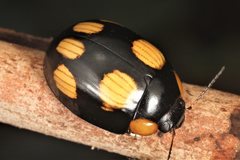 Paropsisterna sexpustulata