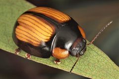 Paropsisterna sexpustulata