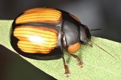Paropsisterna sexpustulata