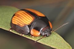 Paropsisterna sexpustulata